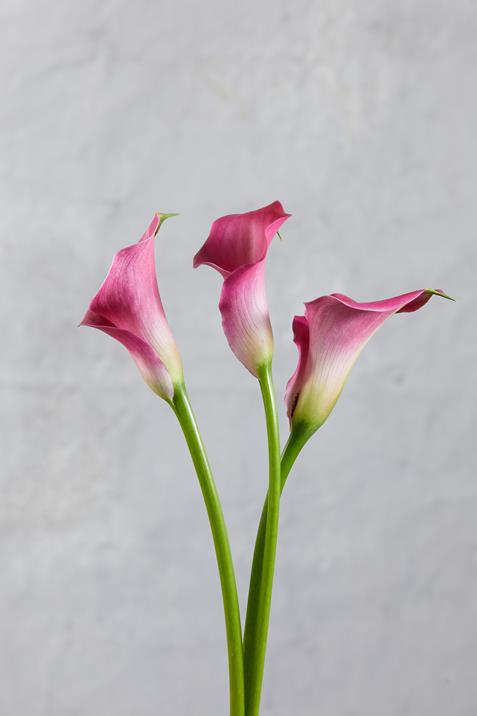 ZAZU  HOT PINK MINI CALLA LILIES